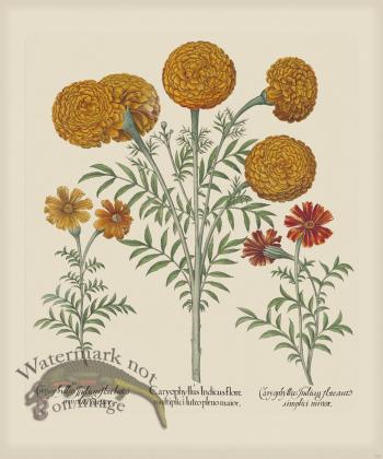 Besler 305 Colored  B2